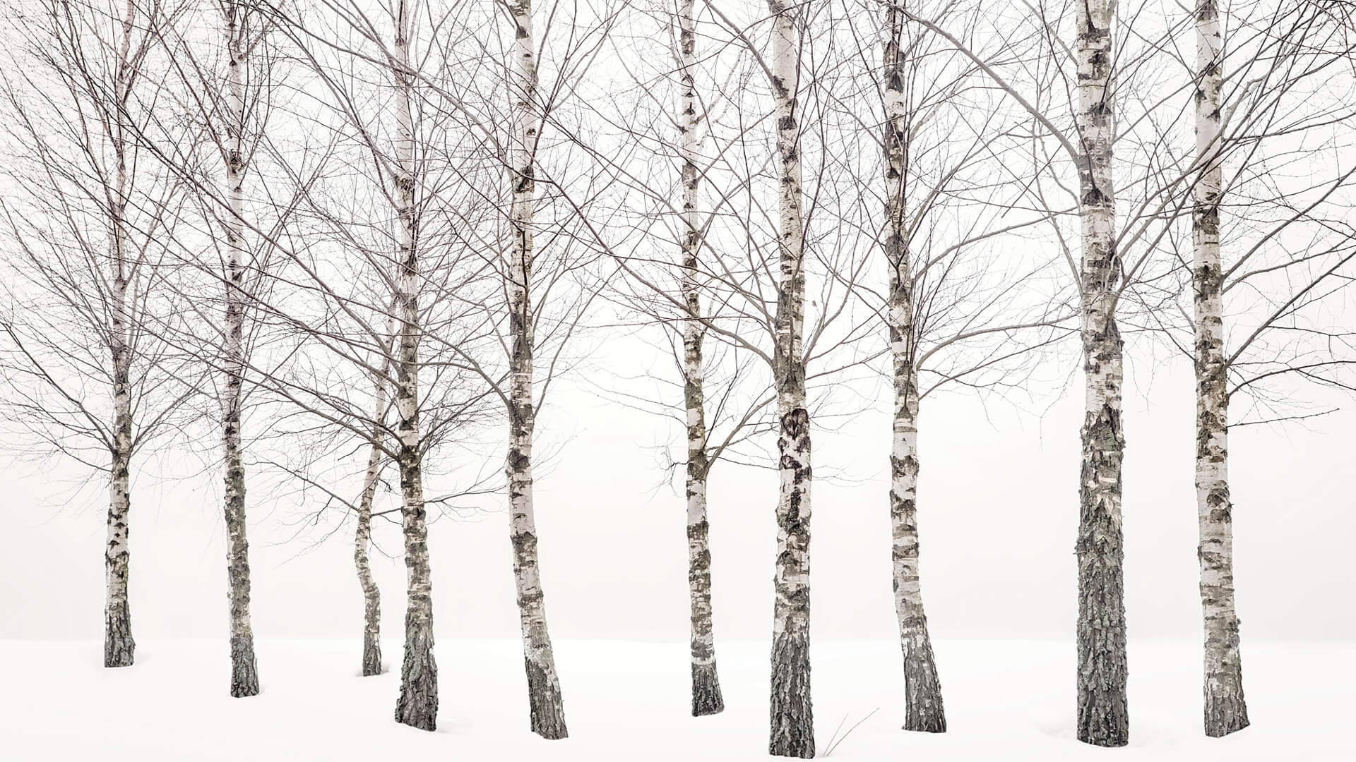 Birches | Uwe Langmann| STIRworld
