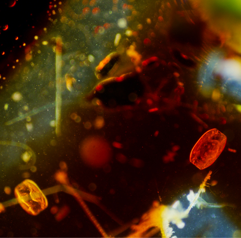Screen City Biennial 2019 to engage a post-anthropocentric worldview
