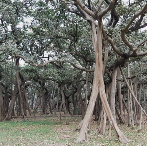 Botanical Belonging