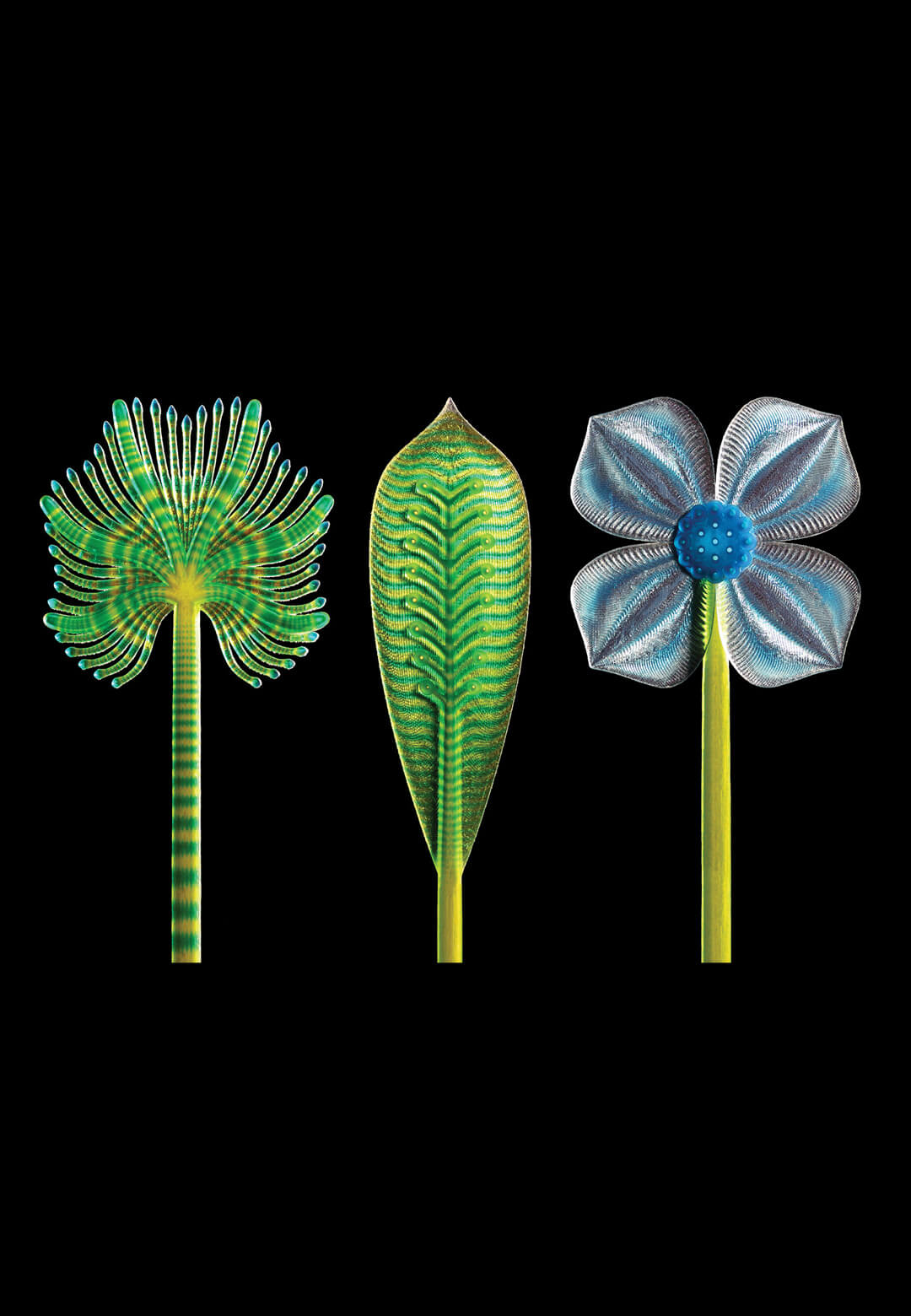 Polyphytes by Nicole Hone | Polyphytes | Nicole Hone | STIRworld