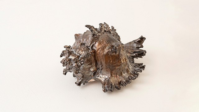 Spiny Conch, 2025