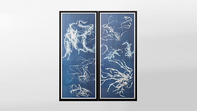 Seaweeds Blueprint Dyptique