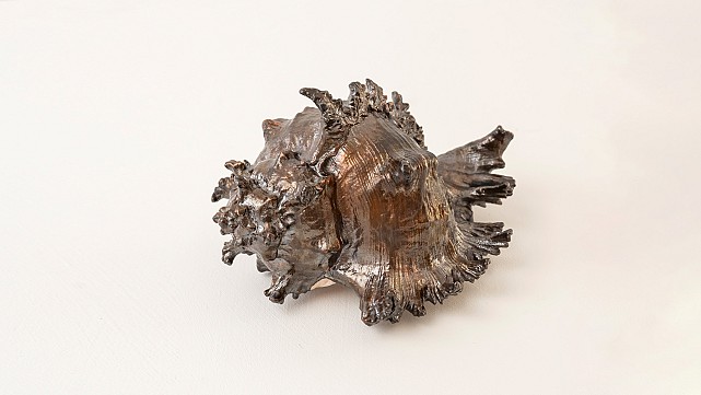 Spiny Conch, 2025