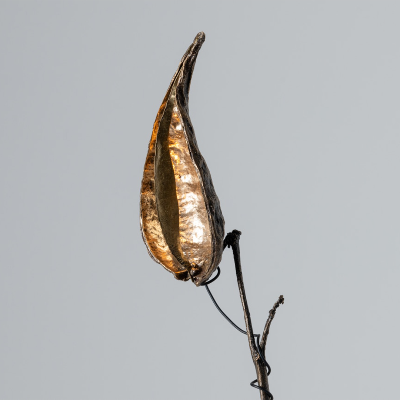 Bronze Milkweed Single