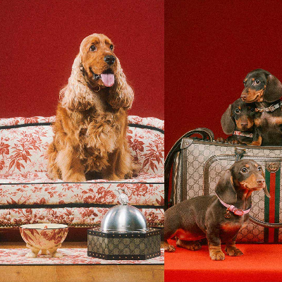 Gucci styles the pet empire with its latest pet collection