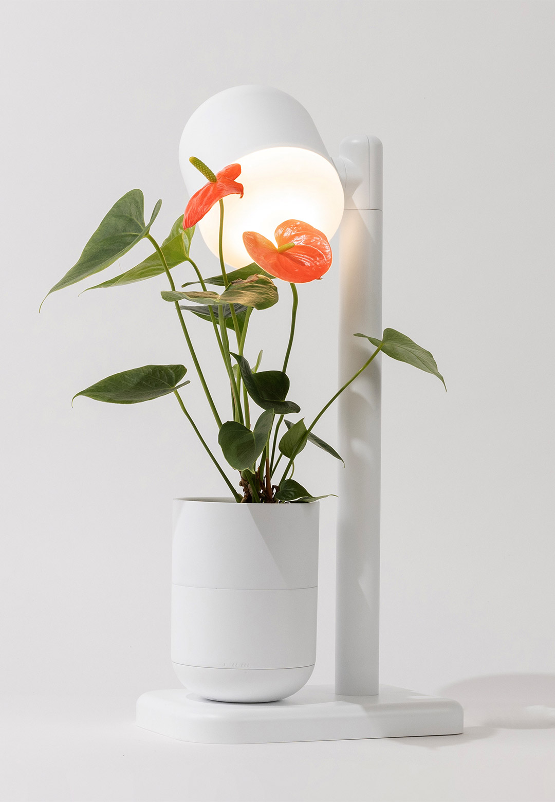 Moss brings nature indoors as a revolution in indoor gardening with &lsquo;Grow Lamp&rsquo;